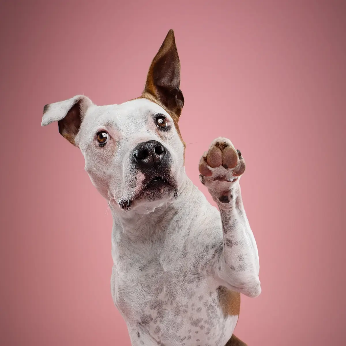 Tito der Listenhund gibt Pfote während eines Hundeshootings in Wien