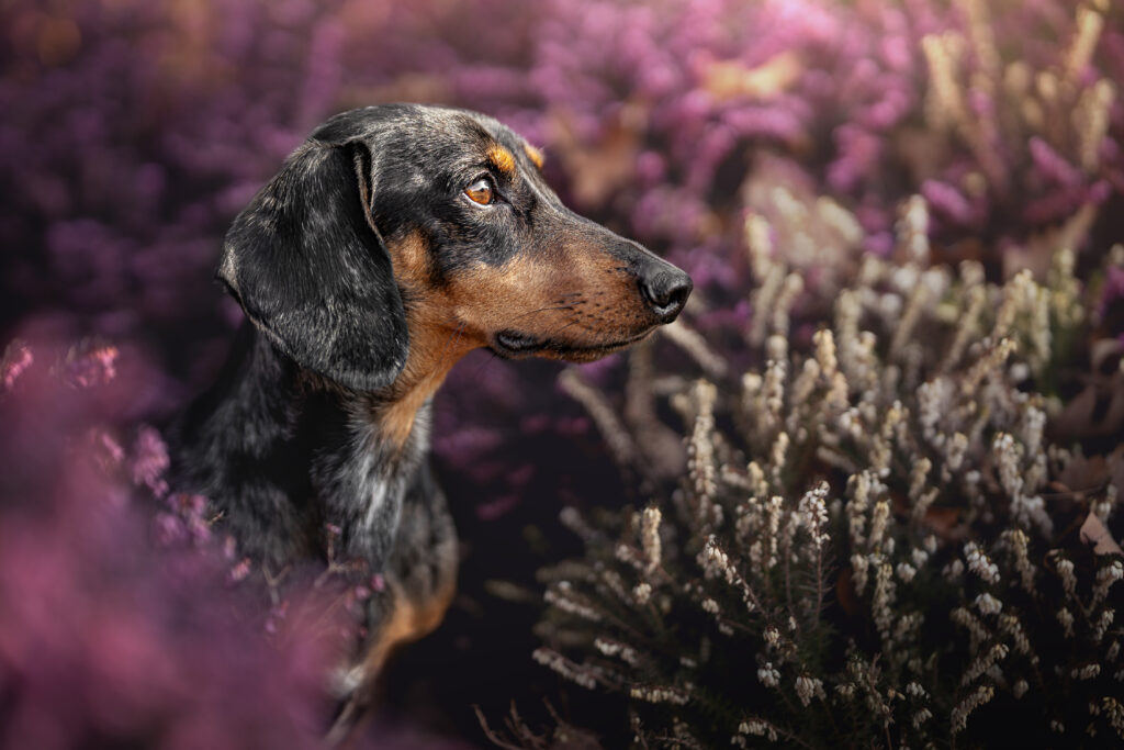 Outdoor Hundeportraits