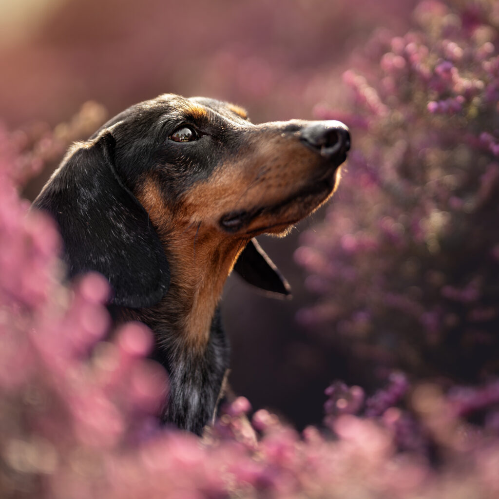 outdoor-hundeportraits-02