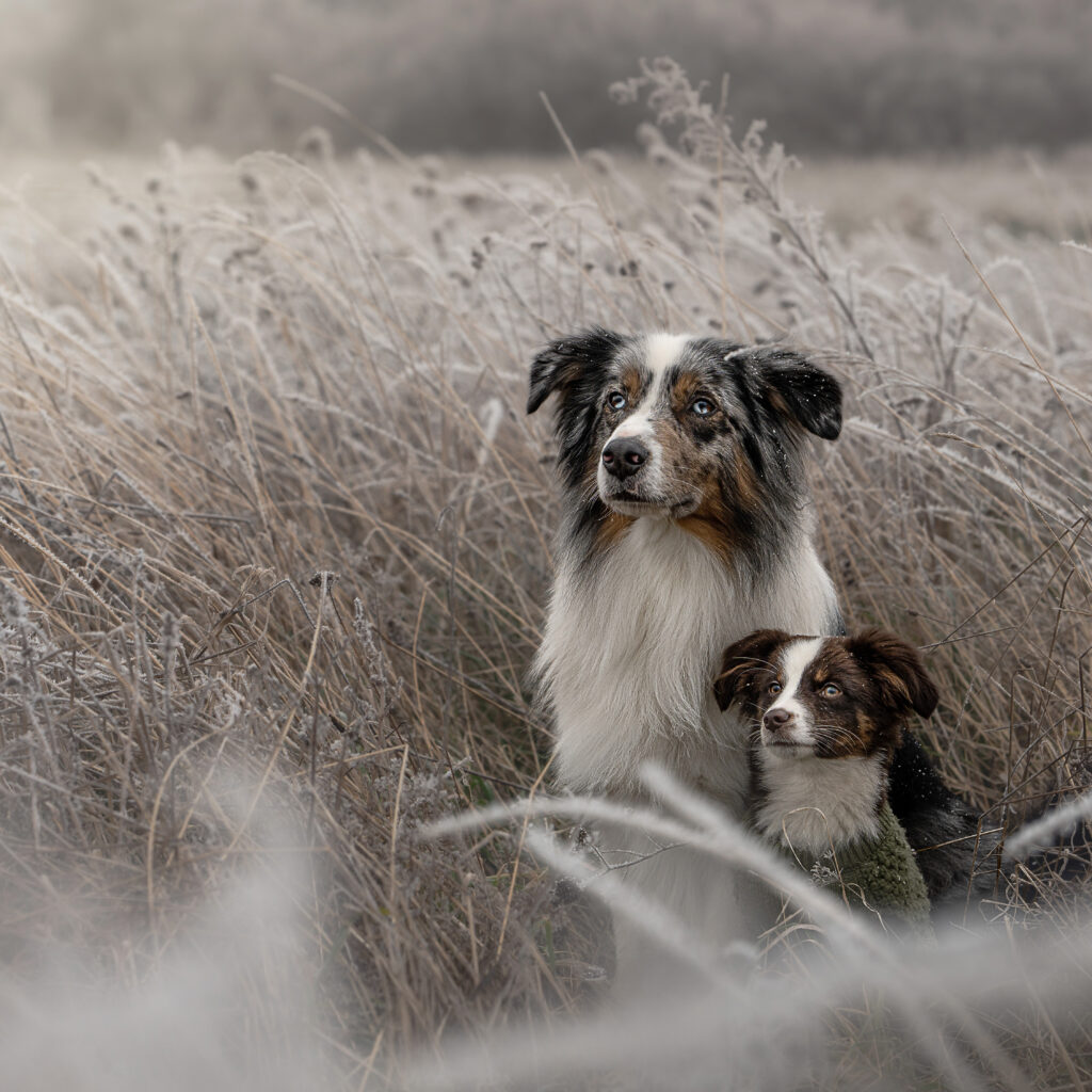 outdoor-hundeportraits-03