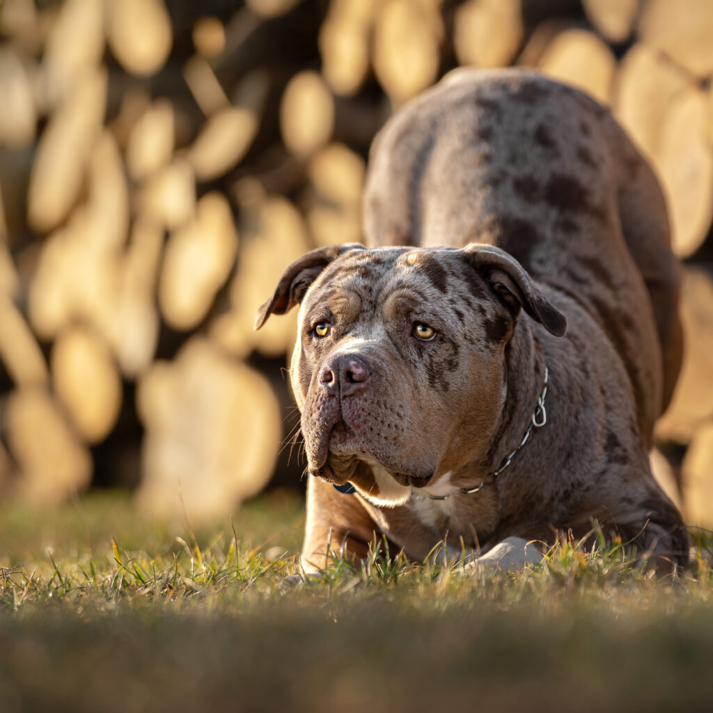 outdoor-hundeportraits-04