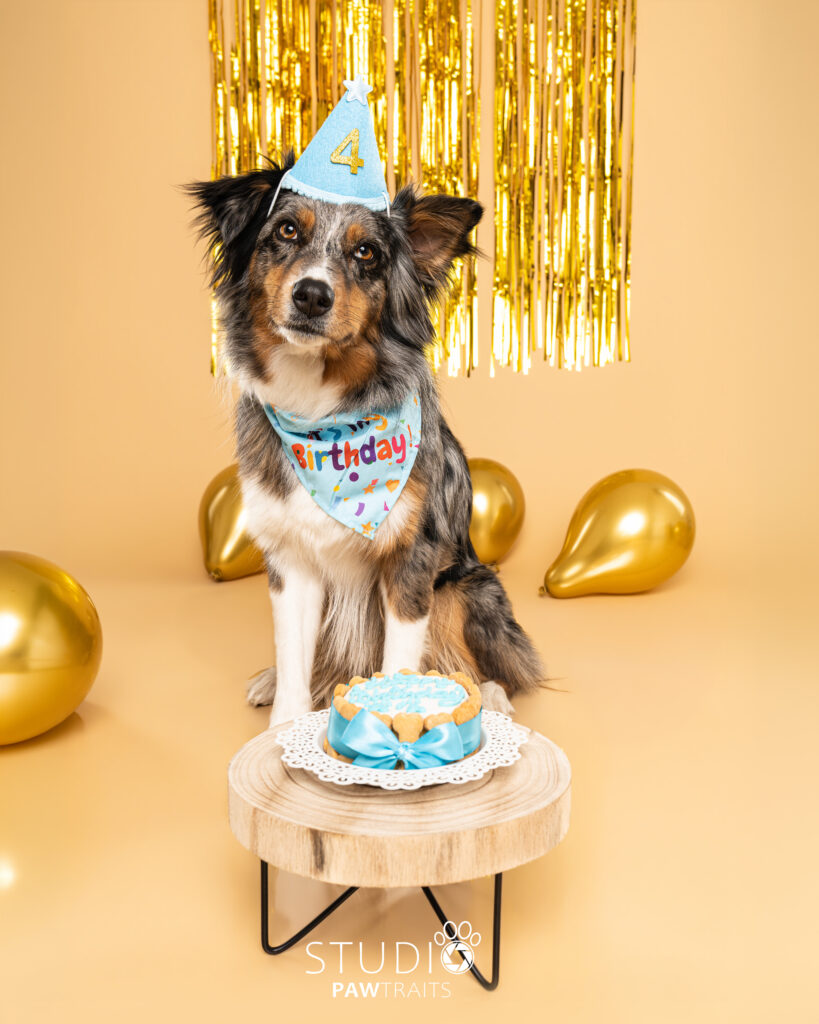 tudio-hundegeburtstag-01- aussie