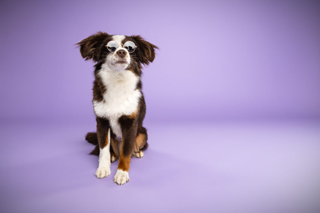 studio-hundeportraits-01