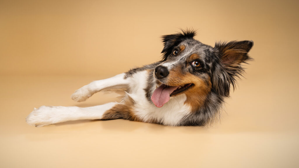studio-hundeportraits-03