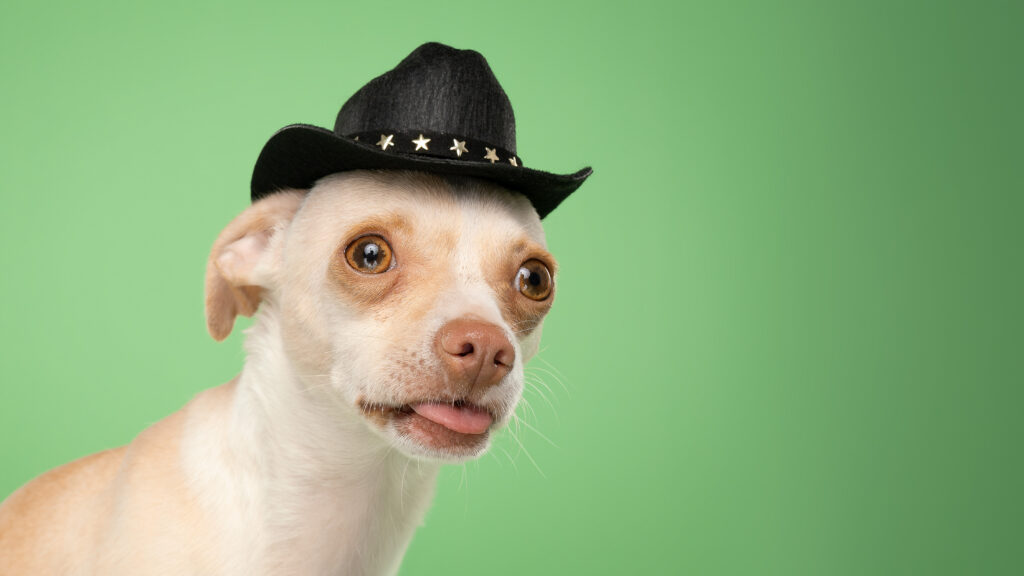 studio-hundeportraits-06