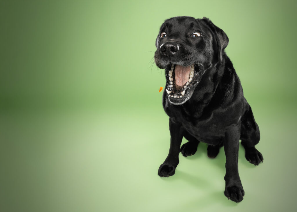 studio-hundeportraits-07