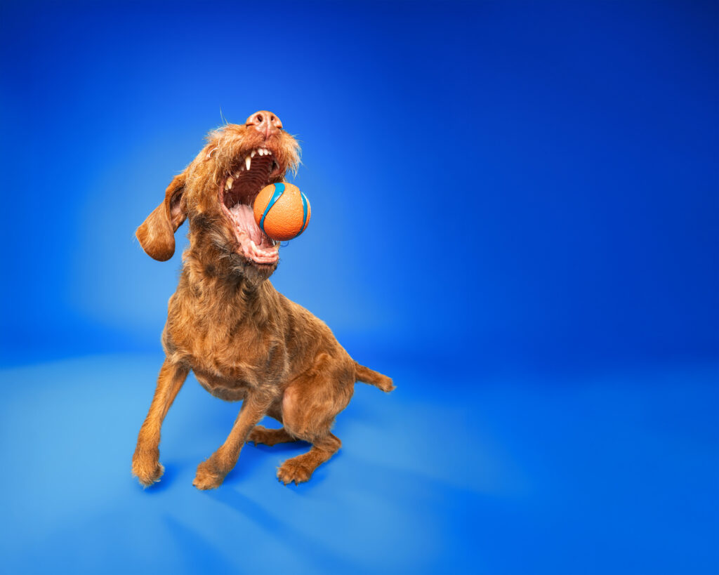 studio-hundeportraits-08