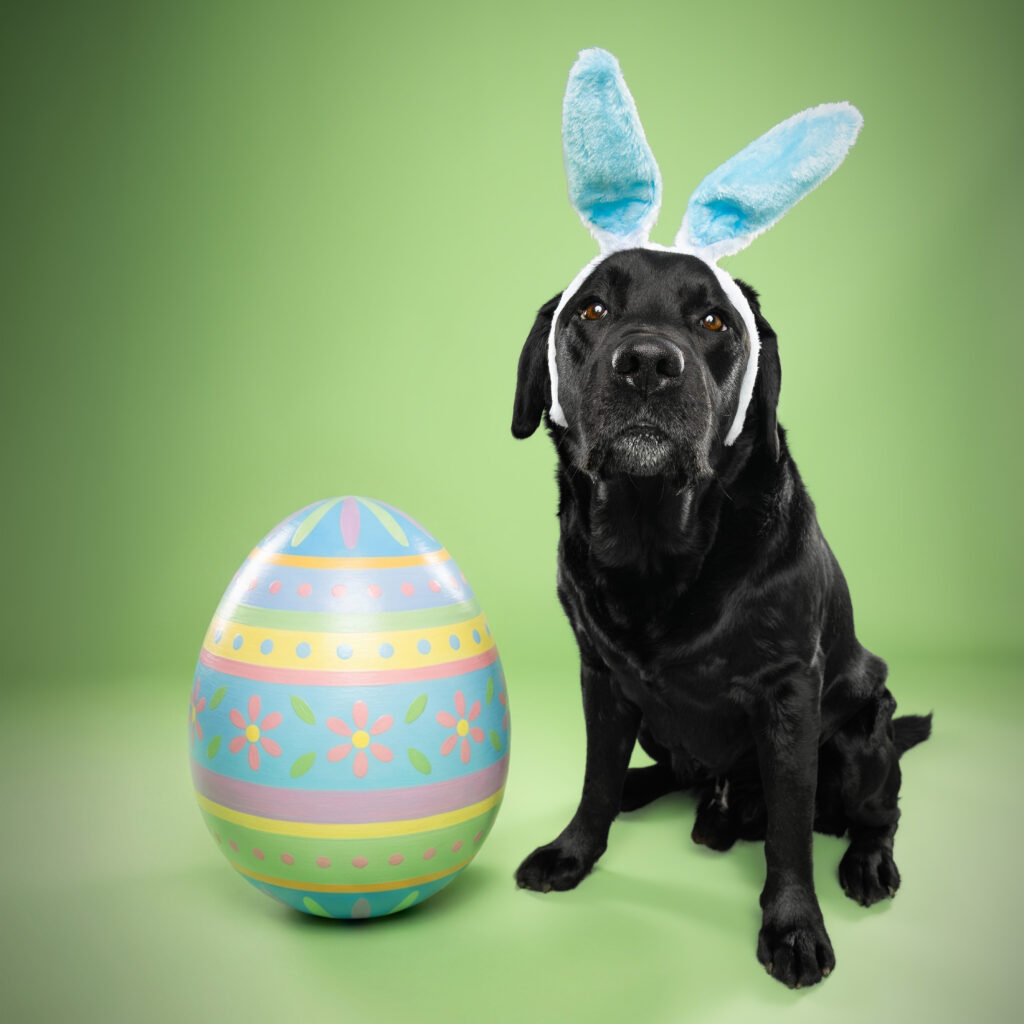 studio-hundeportraits-09