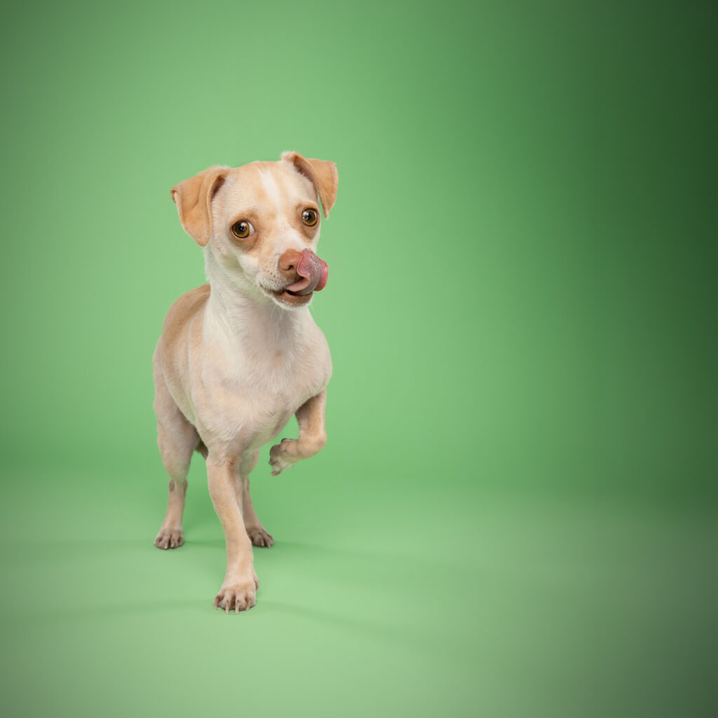 studio-hundeportraits-10