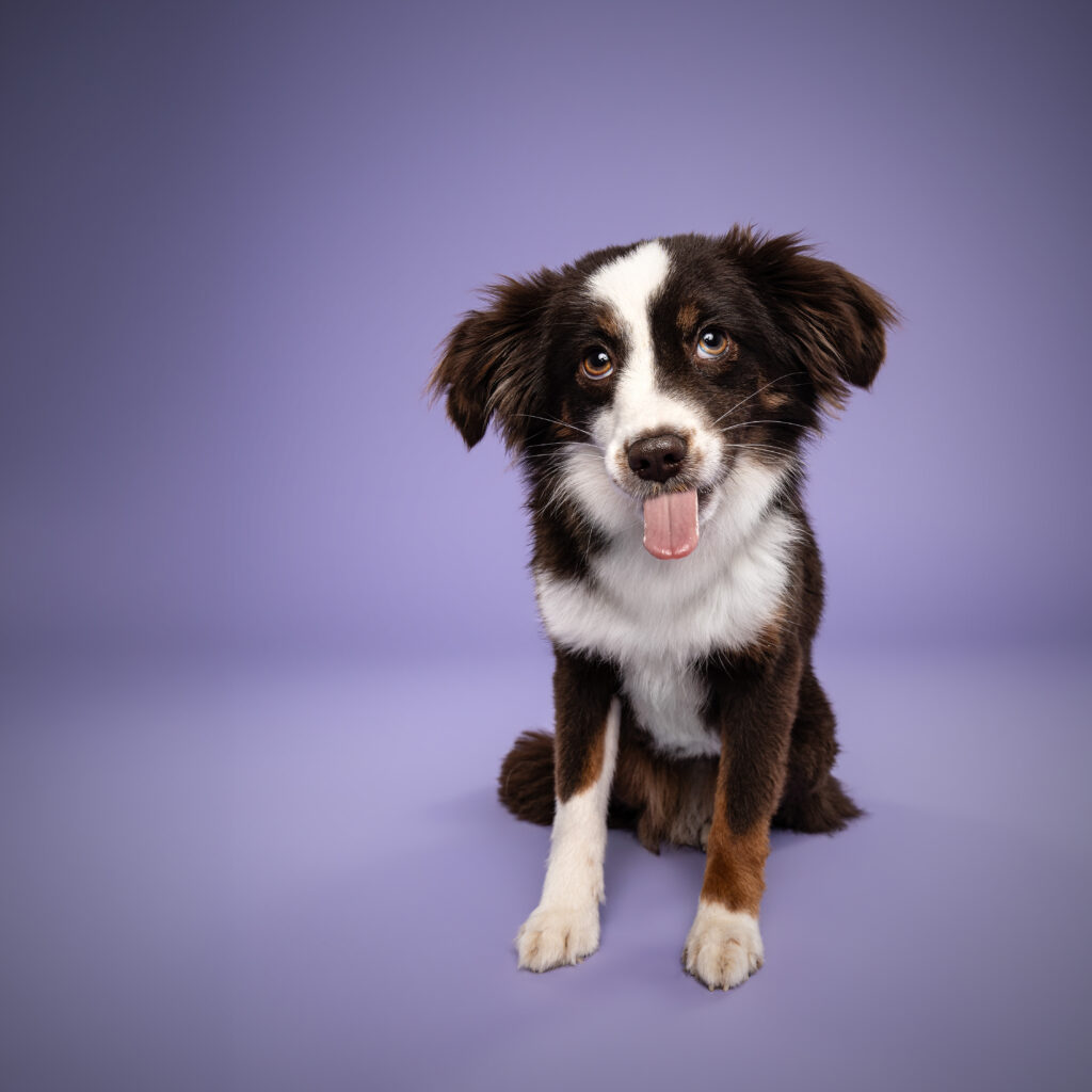 studio-hundeportraits-11