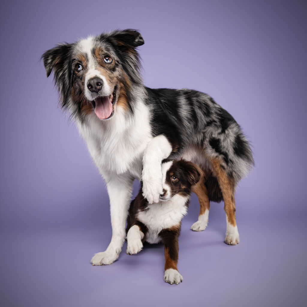 studio-hundeportraits-12