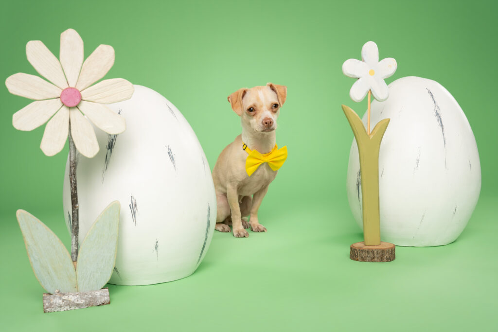 studio-hundeportraits-15