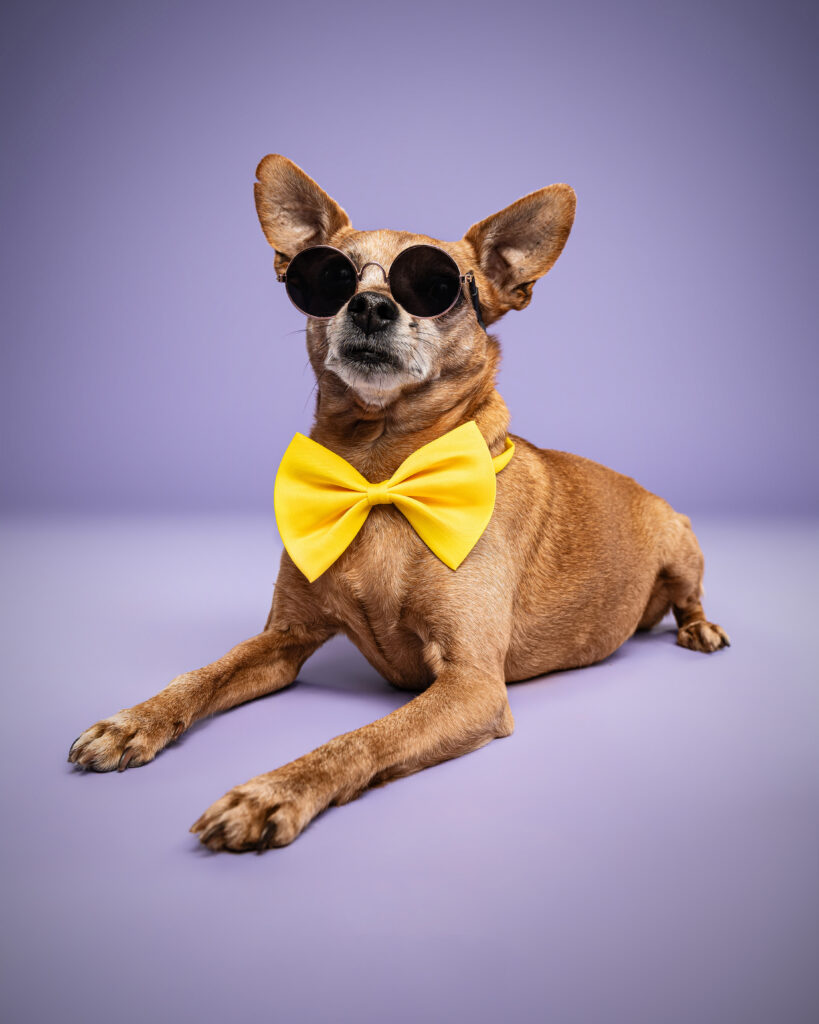 studio-hundeportraits-chiuahuah