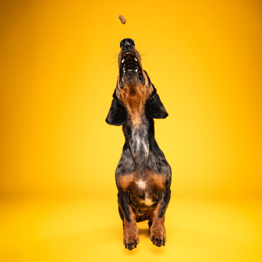 studio-leckerlifangen-01