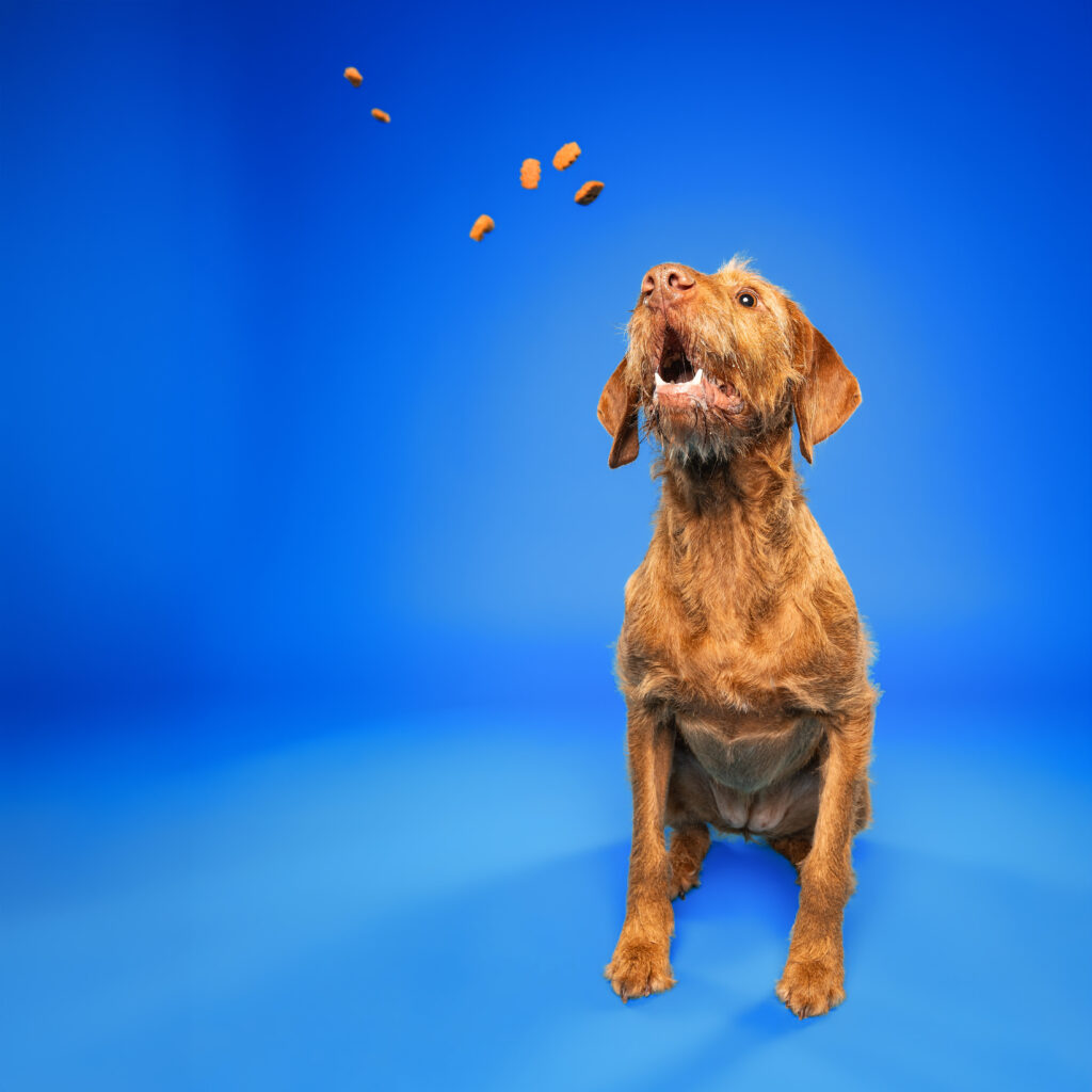 studio-leckerlifangen-02