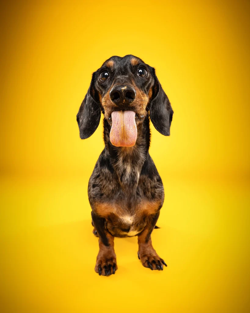 hugo der dackel zeigt zunge hundeshooting wien