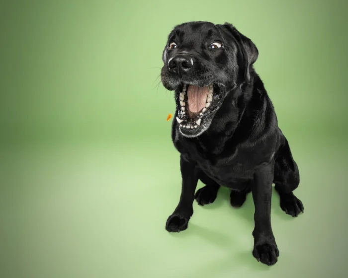Hunter der Labrador fängt Leckerli Hundeporträt Wien